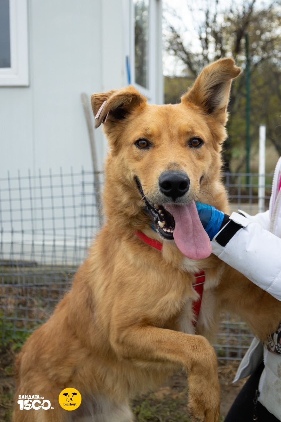 бежово куче