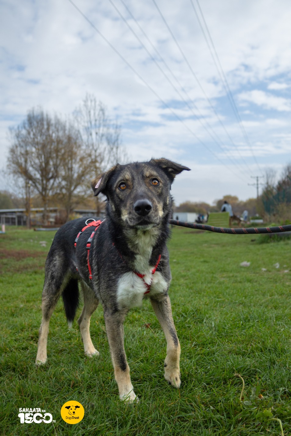 голямо сиво куче