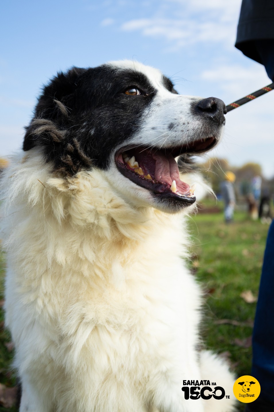 голямо черно-бяло кучче
