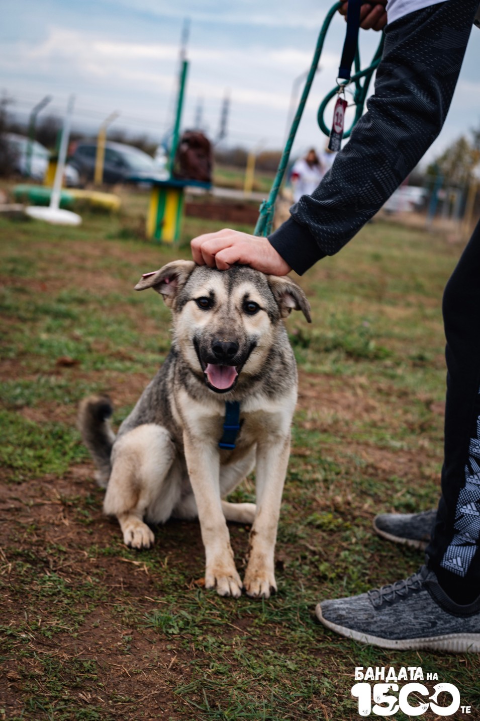 сиво куче бебе на поляна