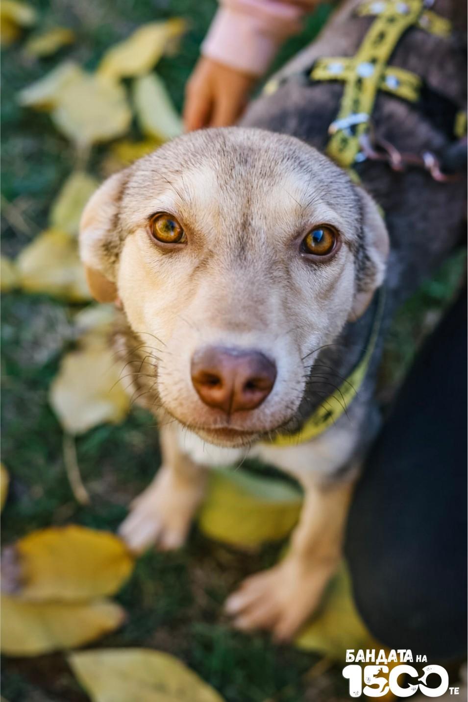 сиво бебе куче на поляна