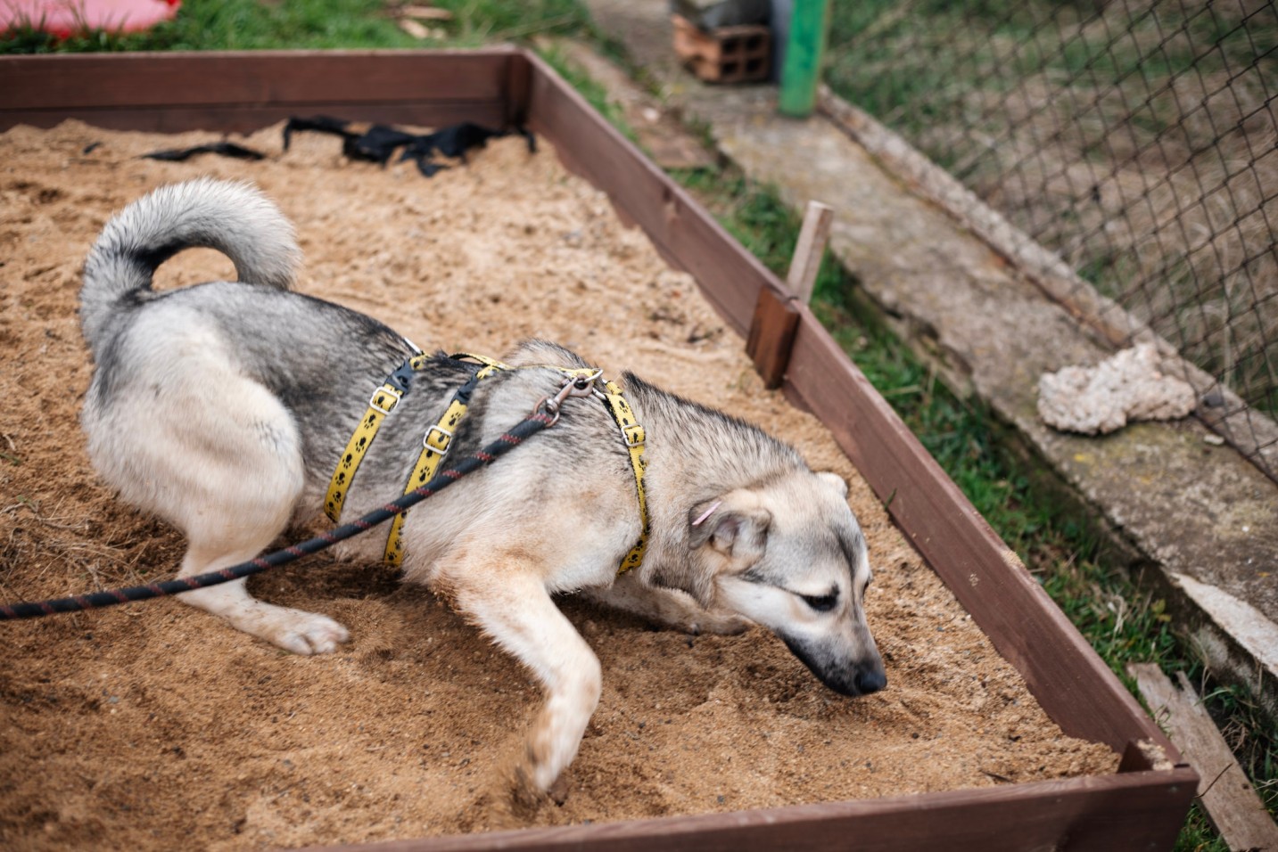 малко сиво бебе куче