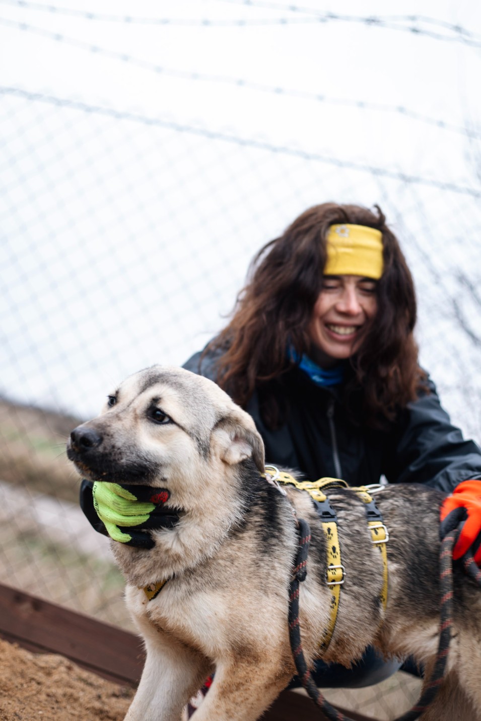 малко сиво бебе куче