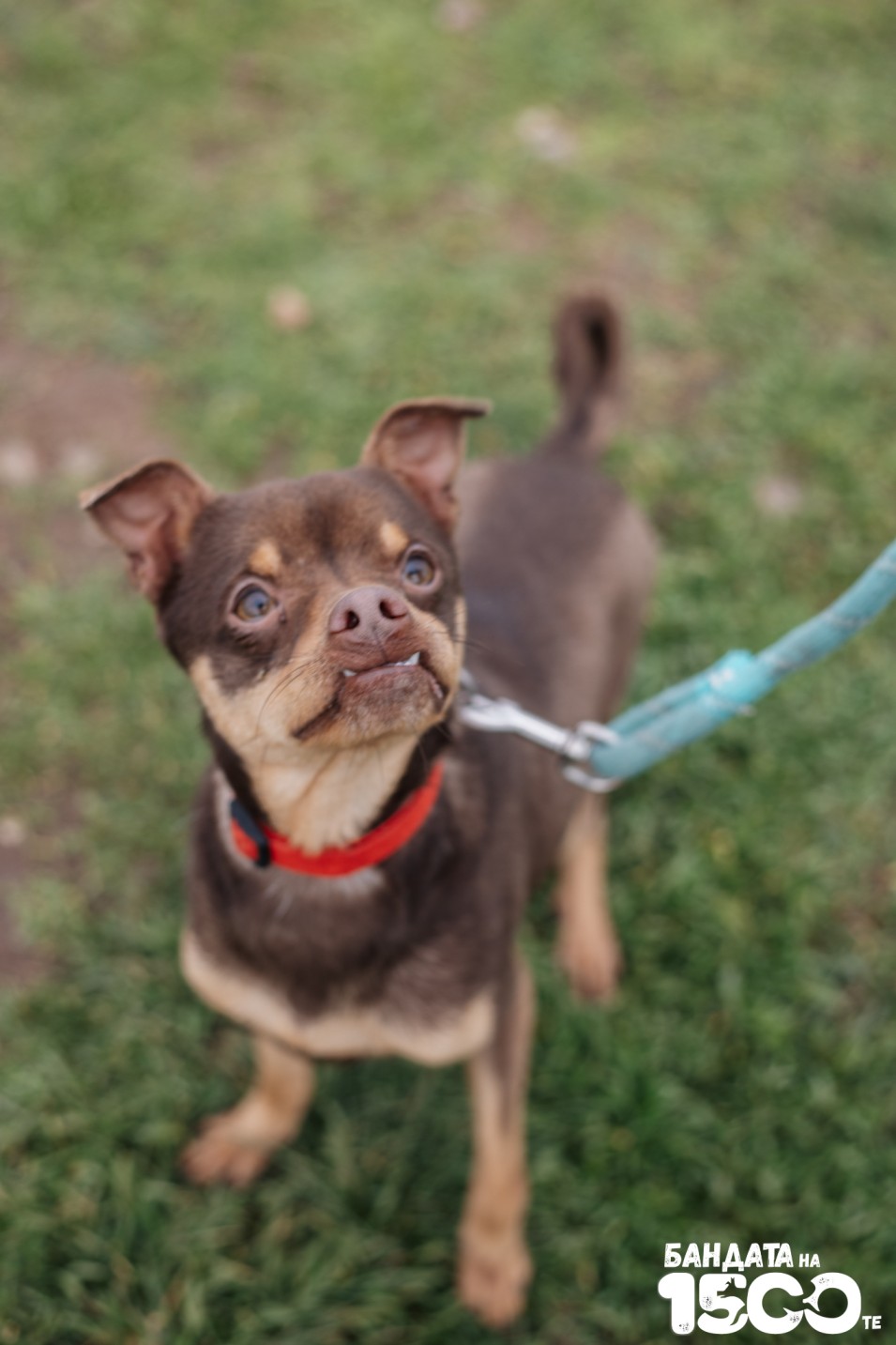 Малък пинчер