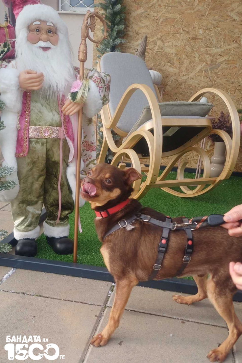 малък кафяв пинчер