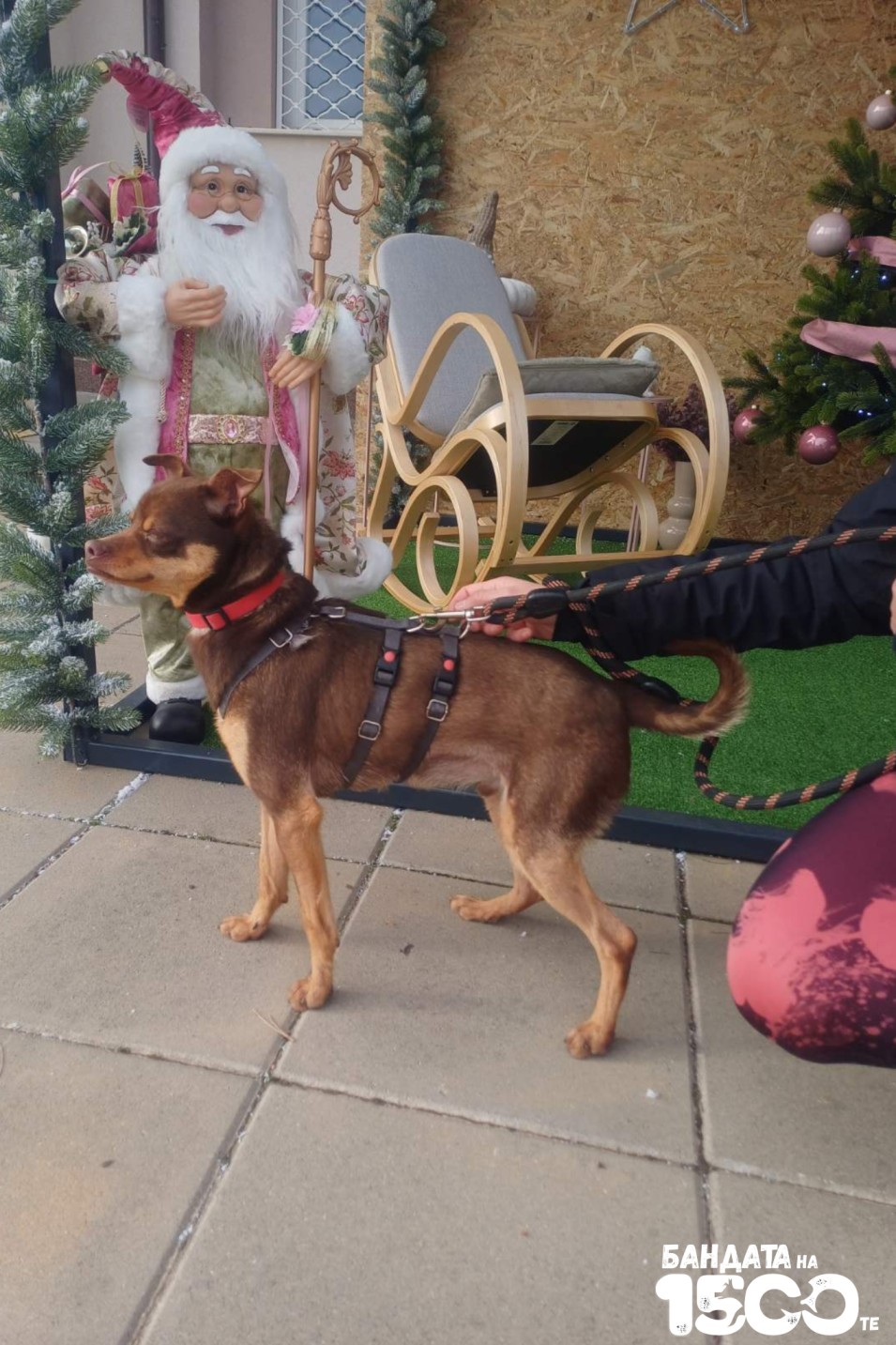 малък кафяв пинчер