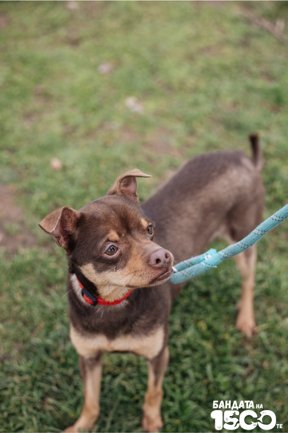 малък кафяв пинчер