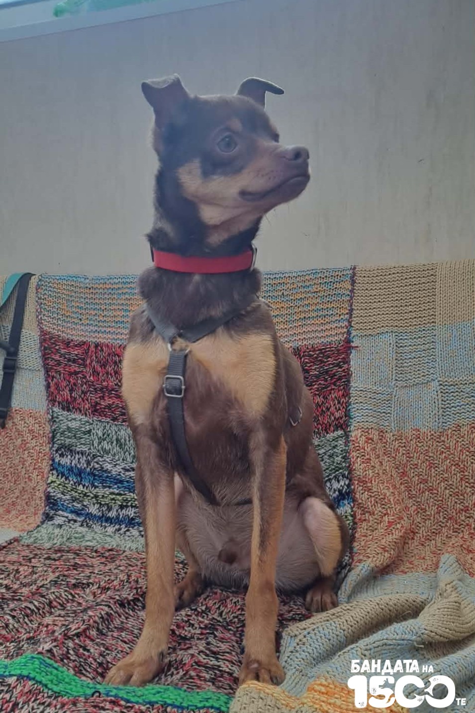 малък кафяв пинчер