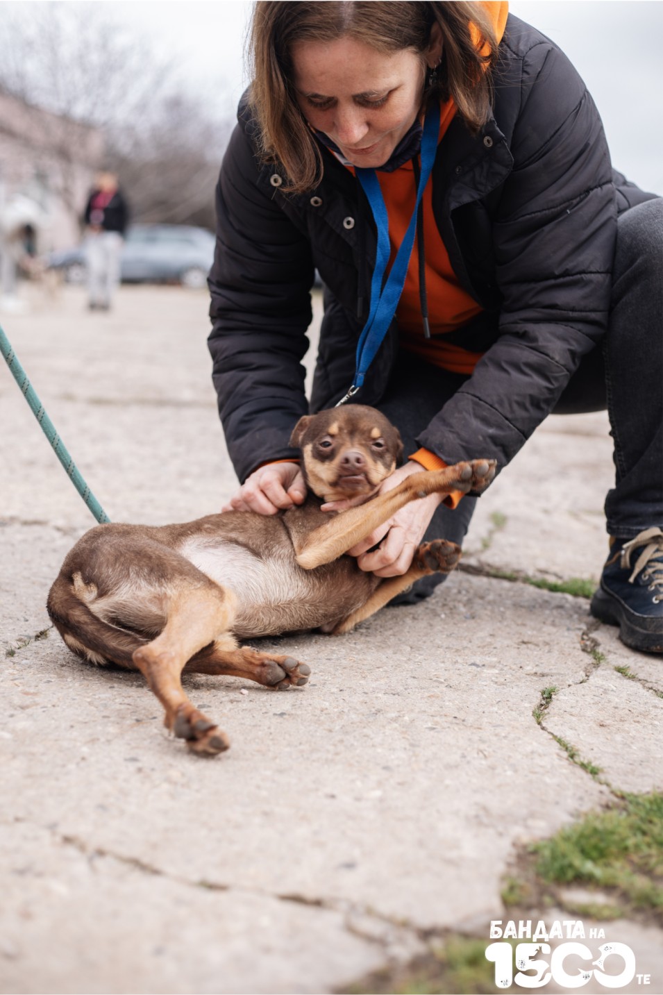 малък кафяв пинчер