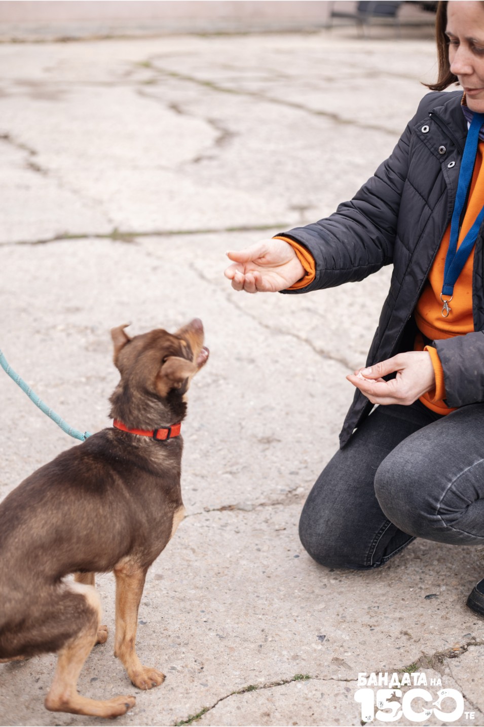 малък кафяв пинчер