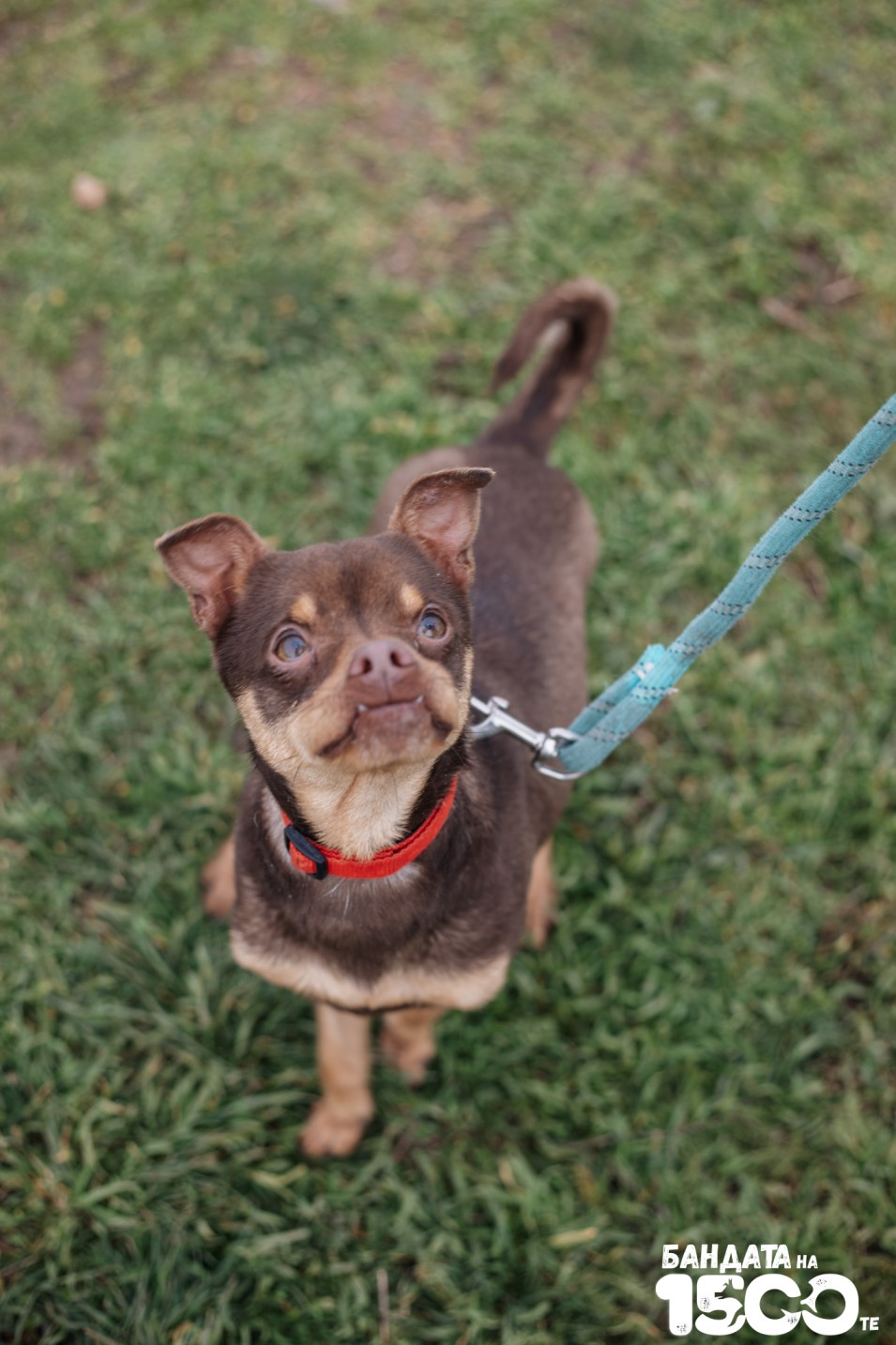 малък кафяв пинчер