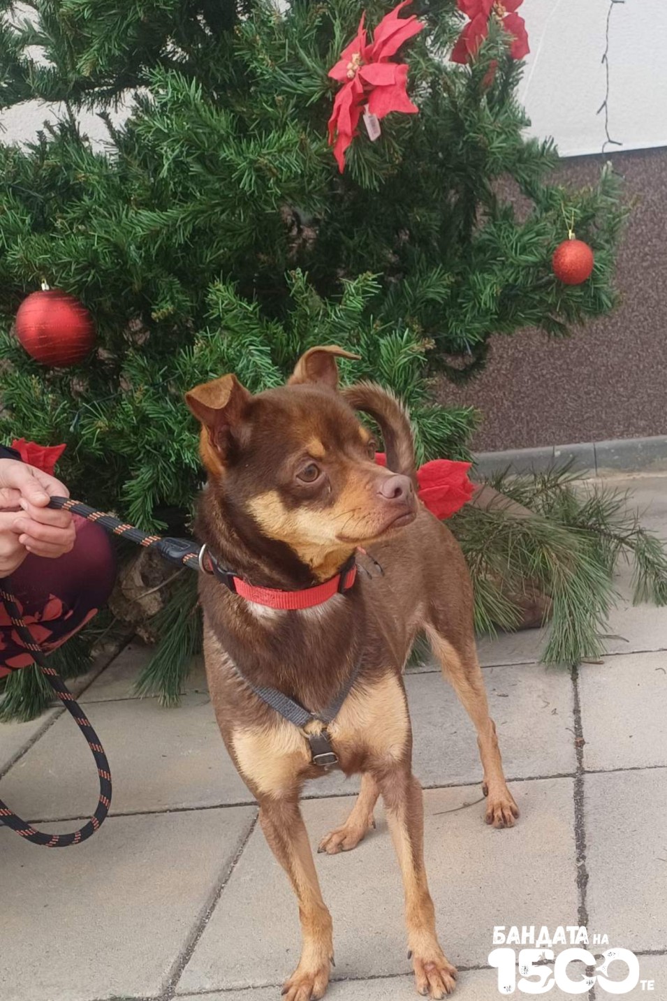 малък кафяв пинчер