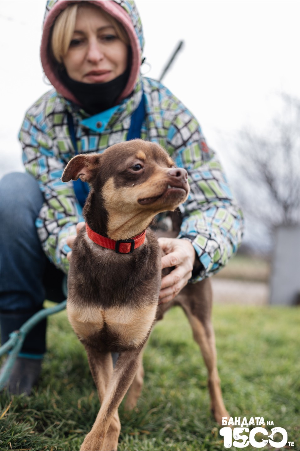 малък кафяв пинчер