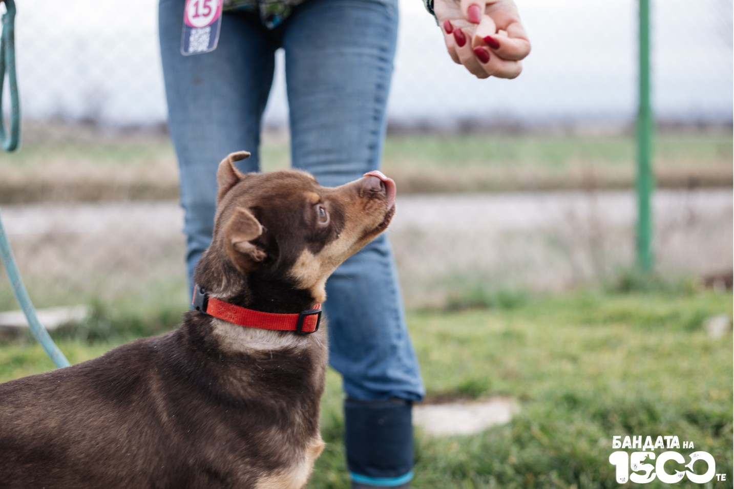 малък кафяв пинчер