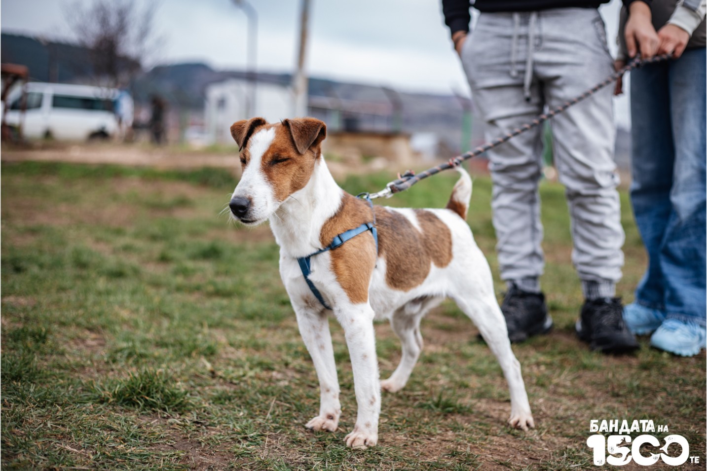 Джак Ръсел Териер