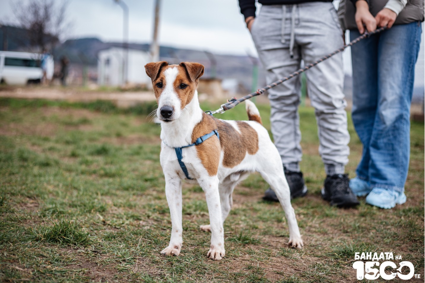 Джак Ръсел Териер