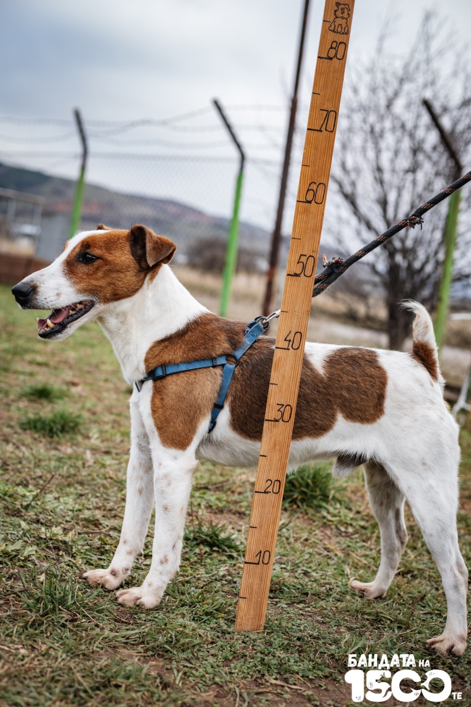Джак Ръсел Териер