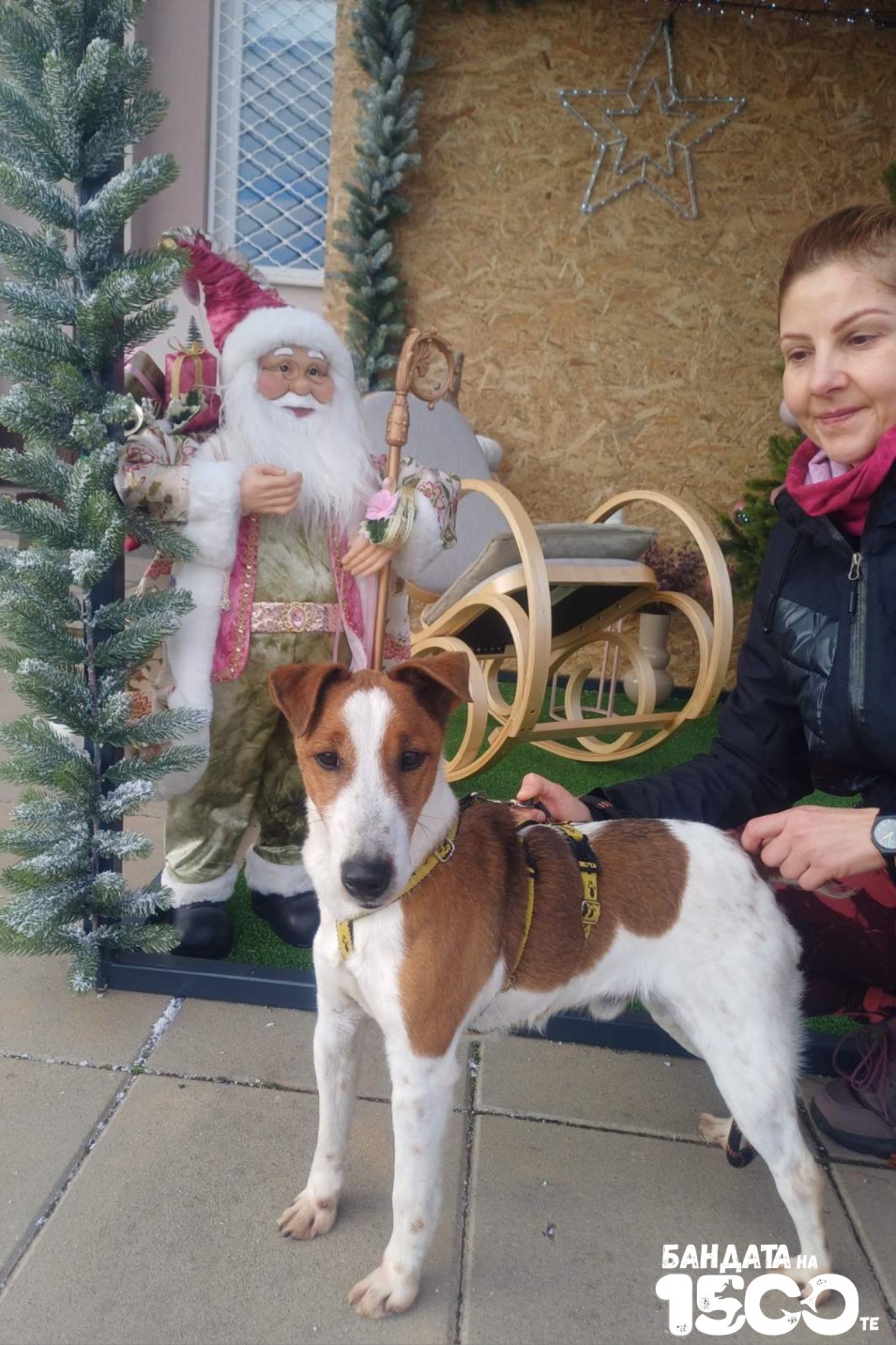 Джак Ръсел Териер