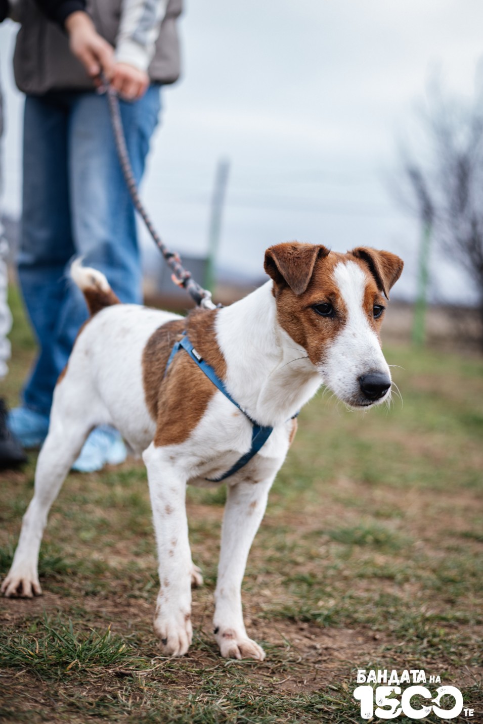 Джак Ръсел Териер