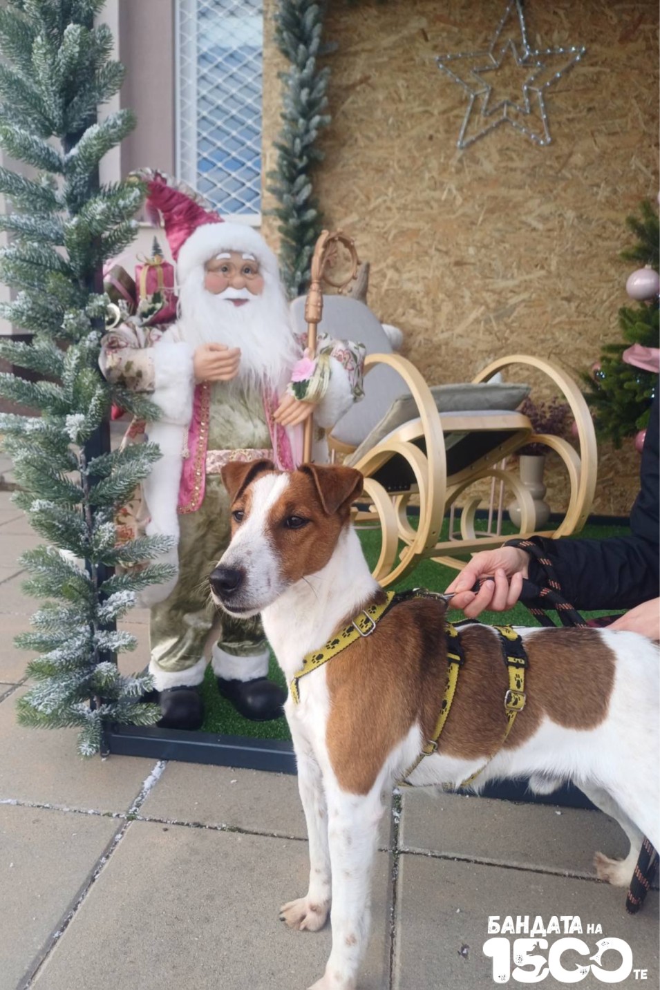 Джак Ръсел Териер