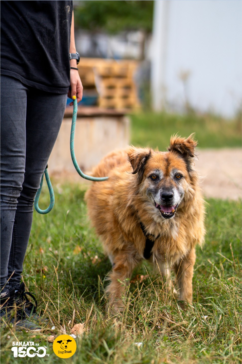 голямо кафяво куче