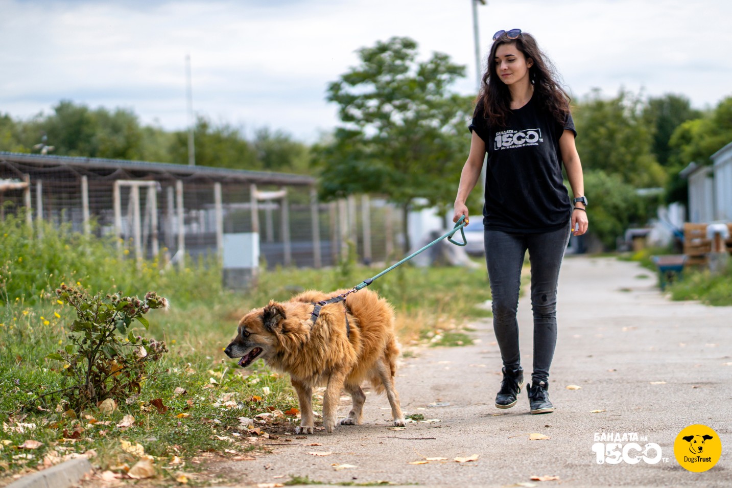 момиче разхожда голямо бежово куче