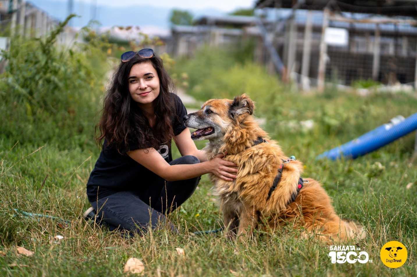 момиче разхожда голямо бежово куче