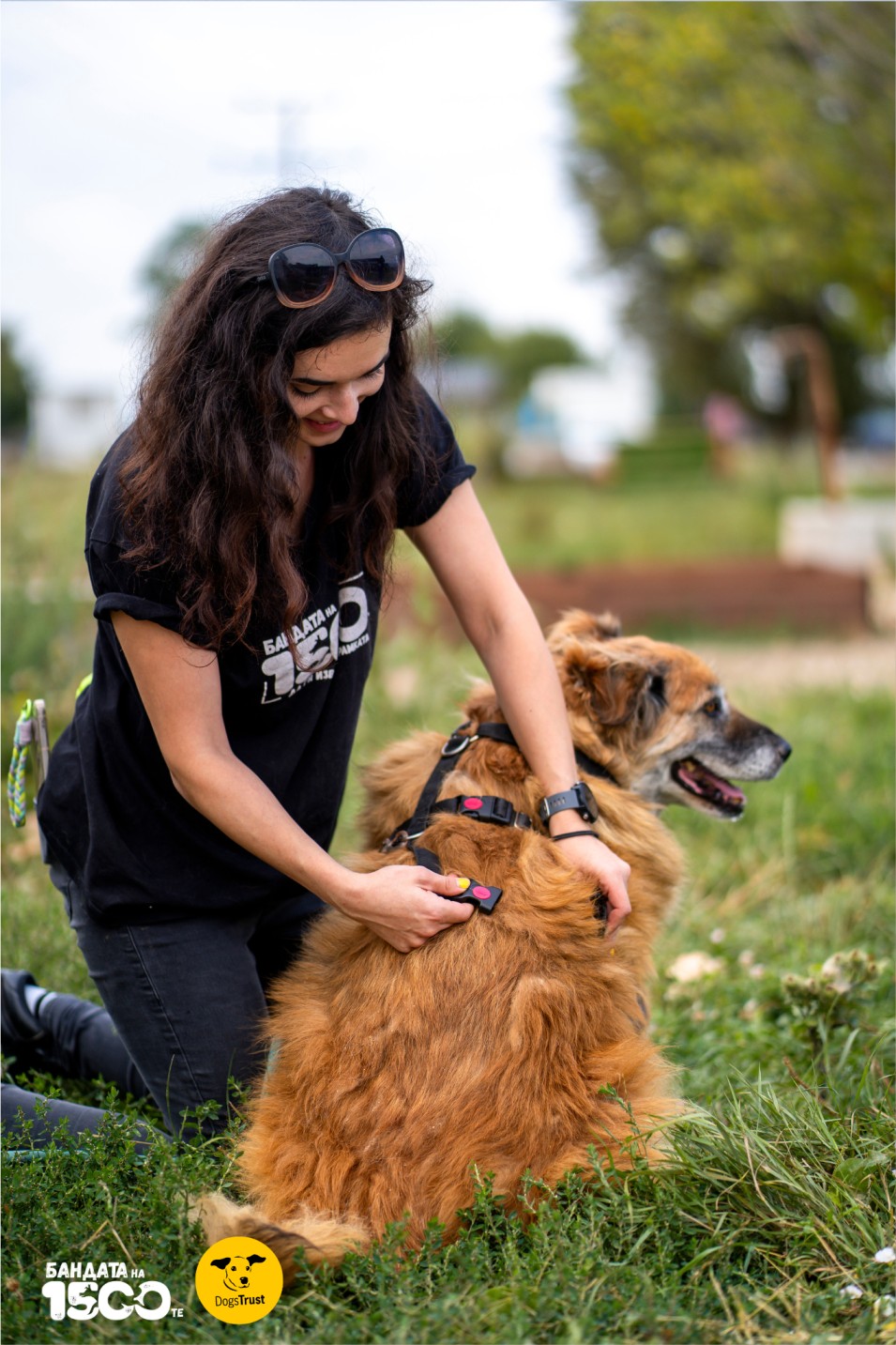 момиче слага нагръдник на голямо бежово куче