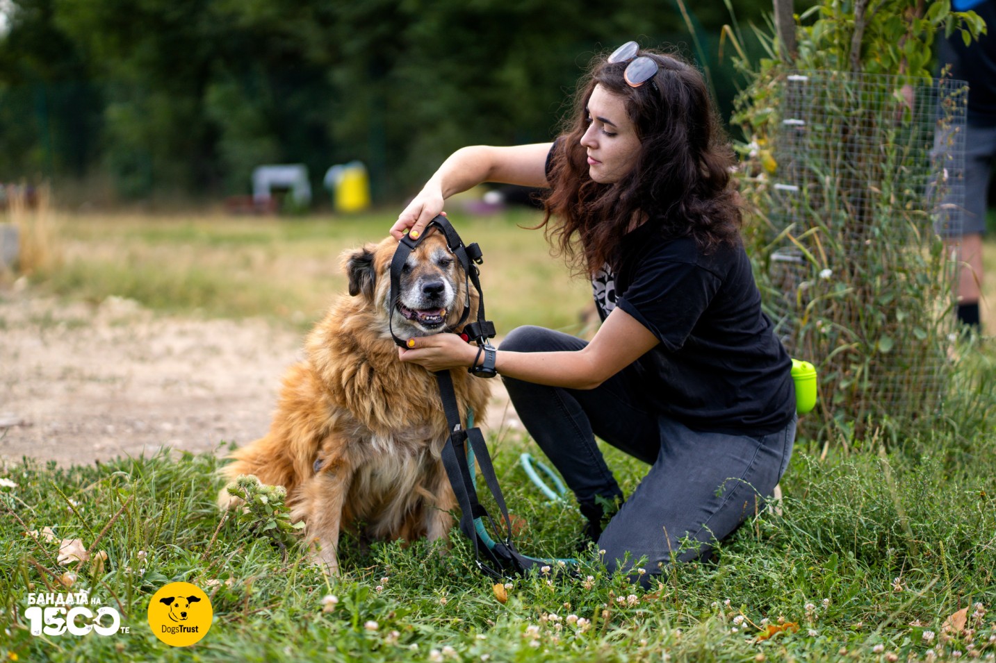 момиче слага нагръдник на голямо бежово куче
