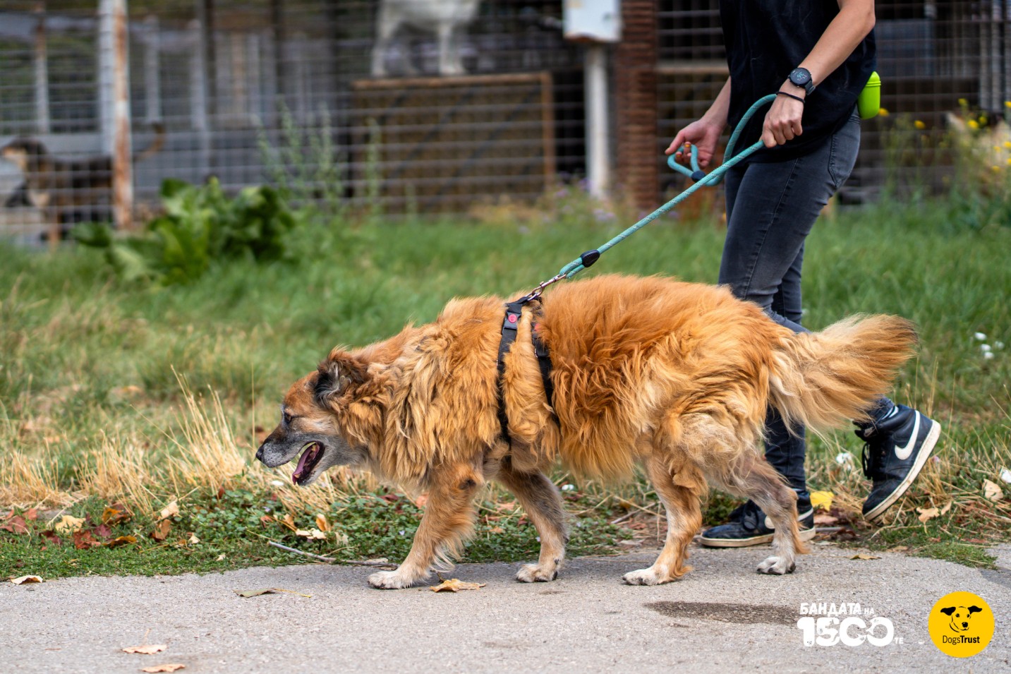 голямо бежово куче