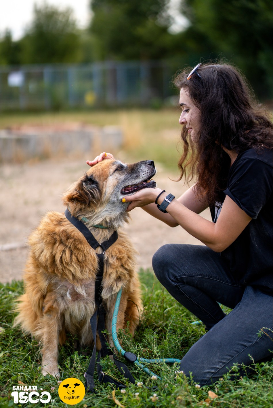 момиче слага нагръдник на голямо бежово куче