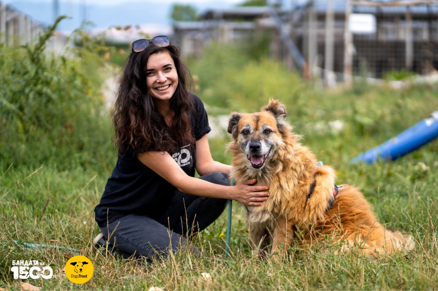 момиче разхожда голямо бежово куче