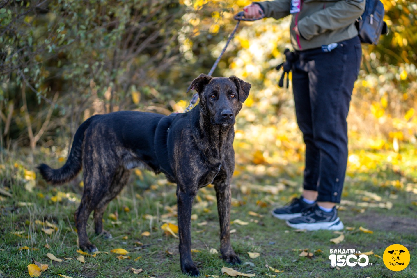 жена разхожда голямо черно куче