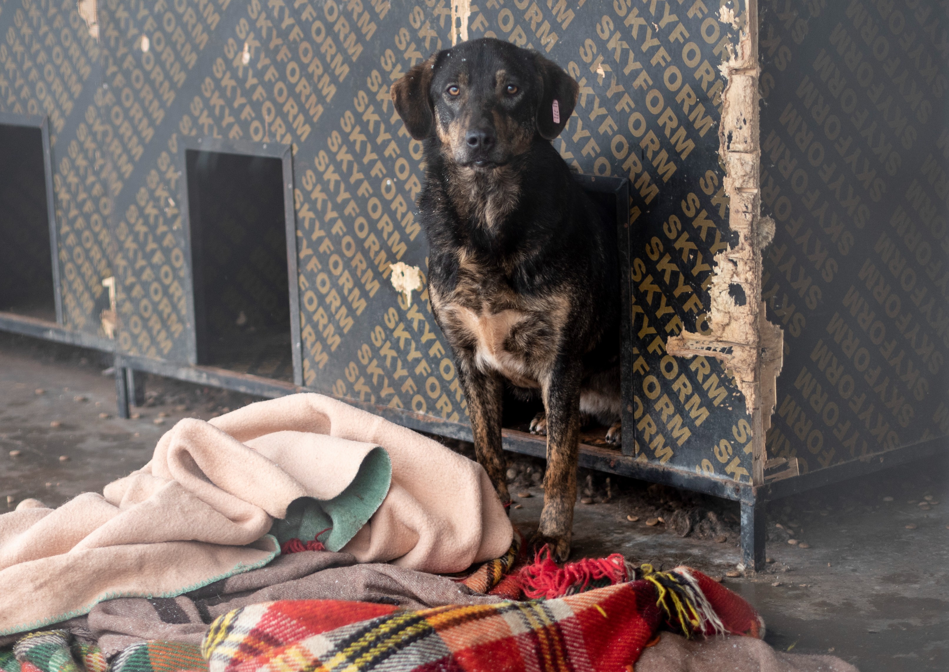 куче и кучешка колиба