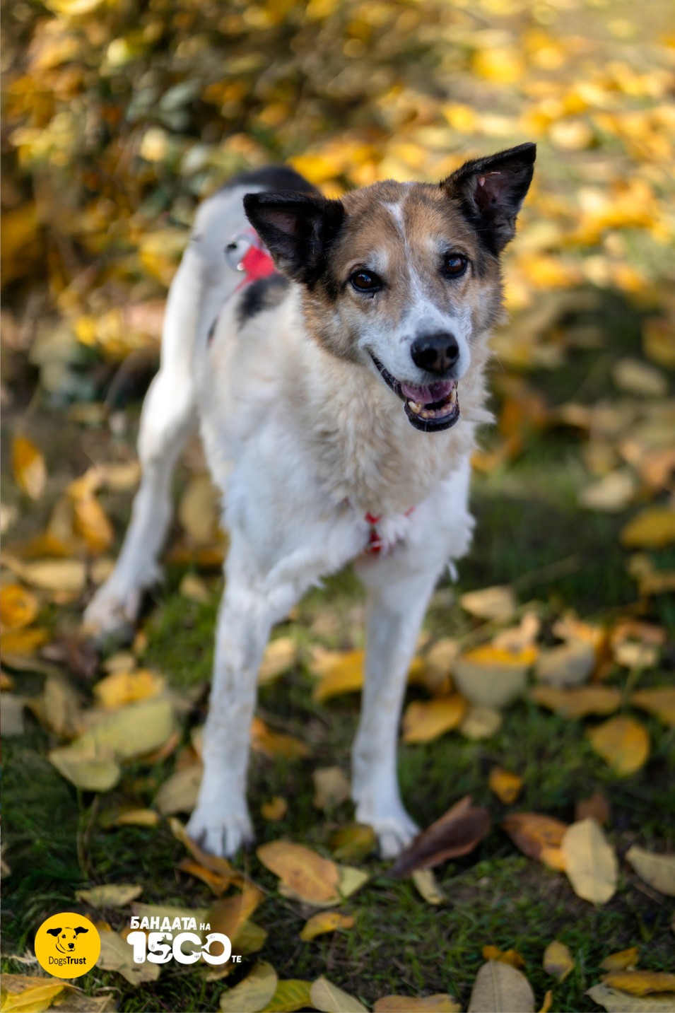 голямо черно-бяло куче