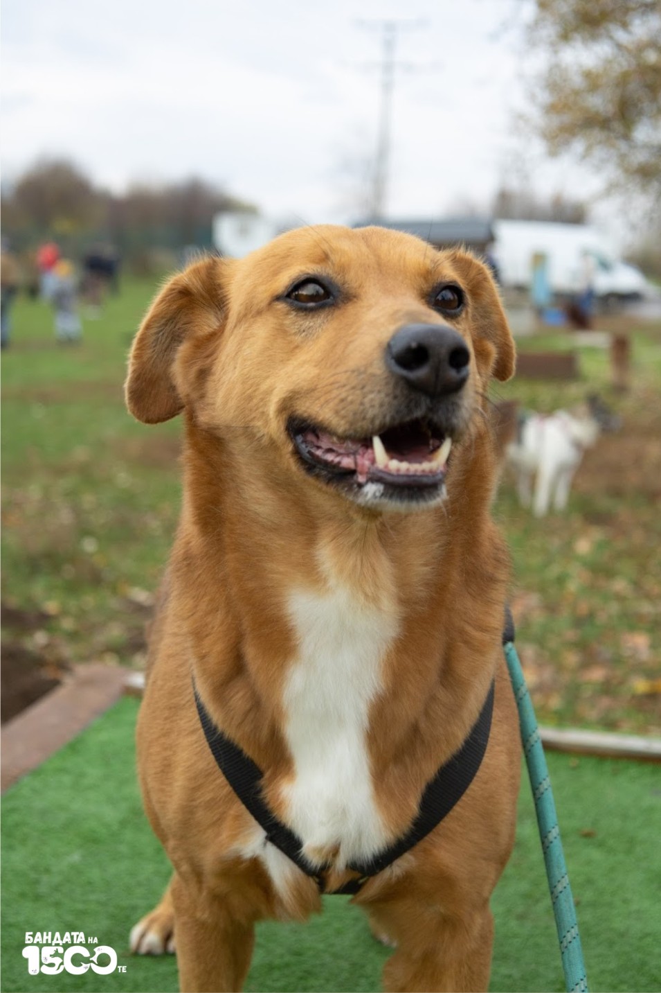 голямо рижаво куче