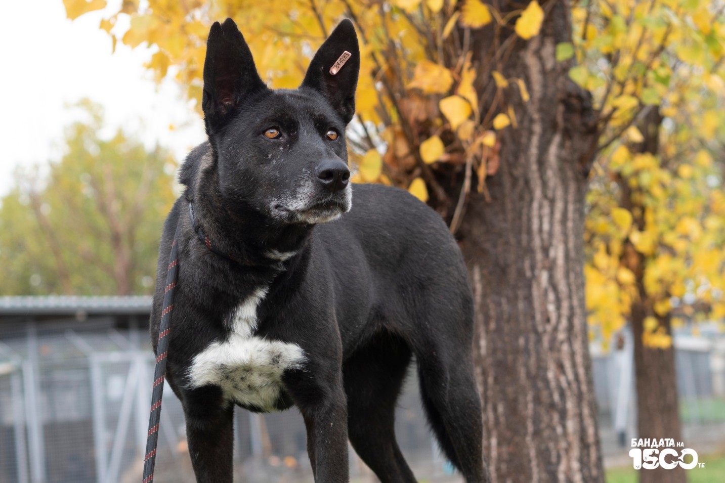 голямо черно куче