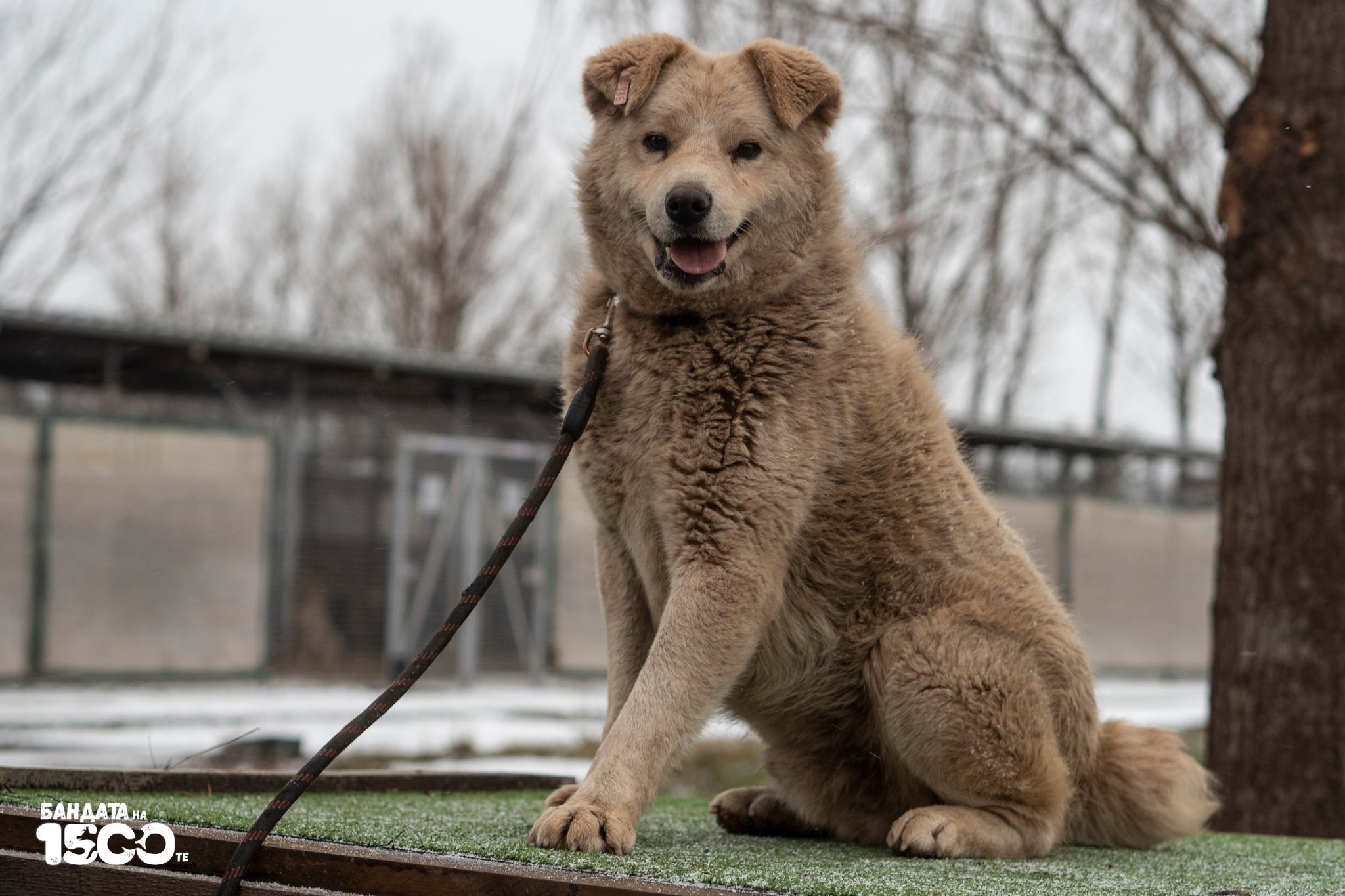 Бяло куче на одиум на фона на клетки в приют