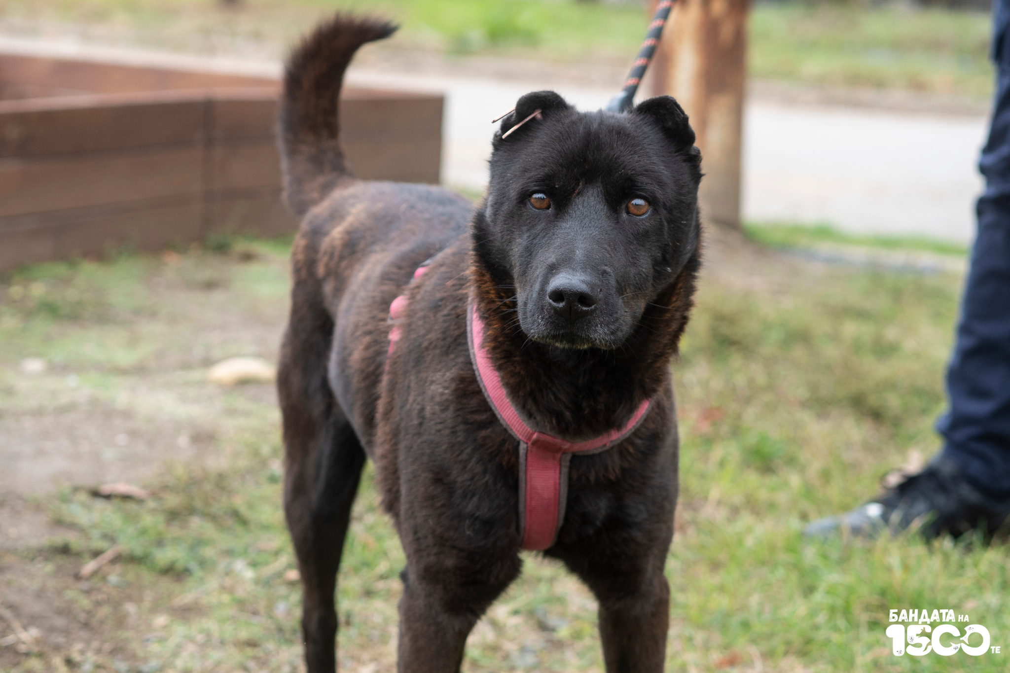 голямо черно куче