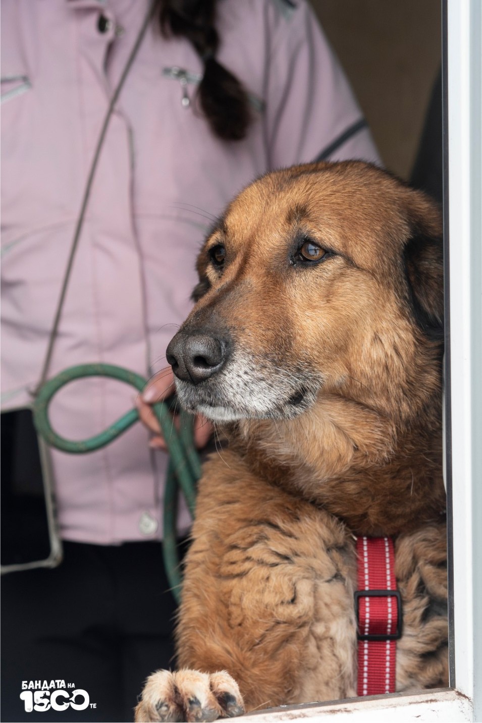 голямо кафяво куче