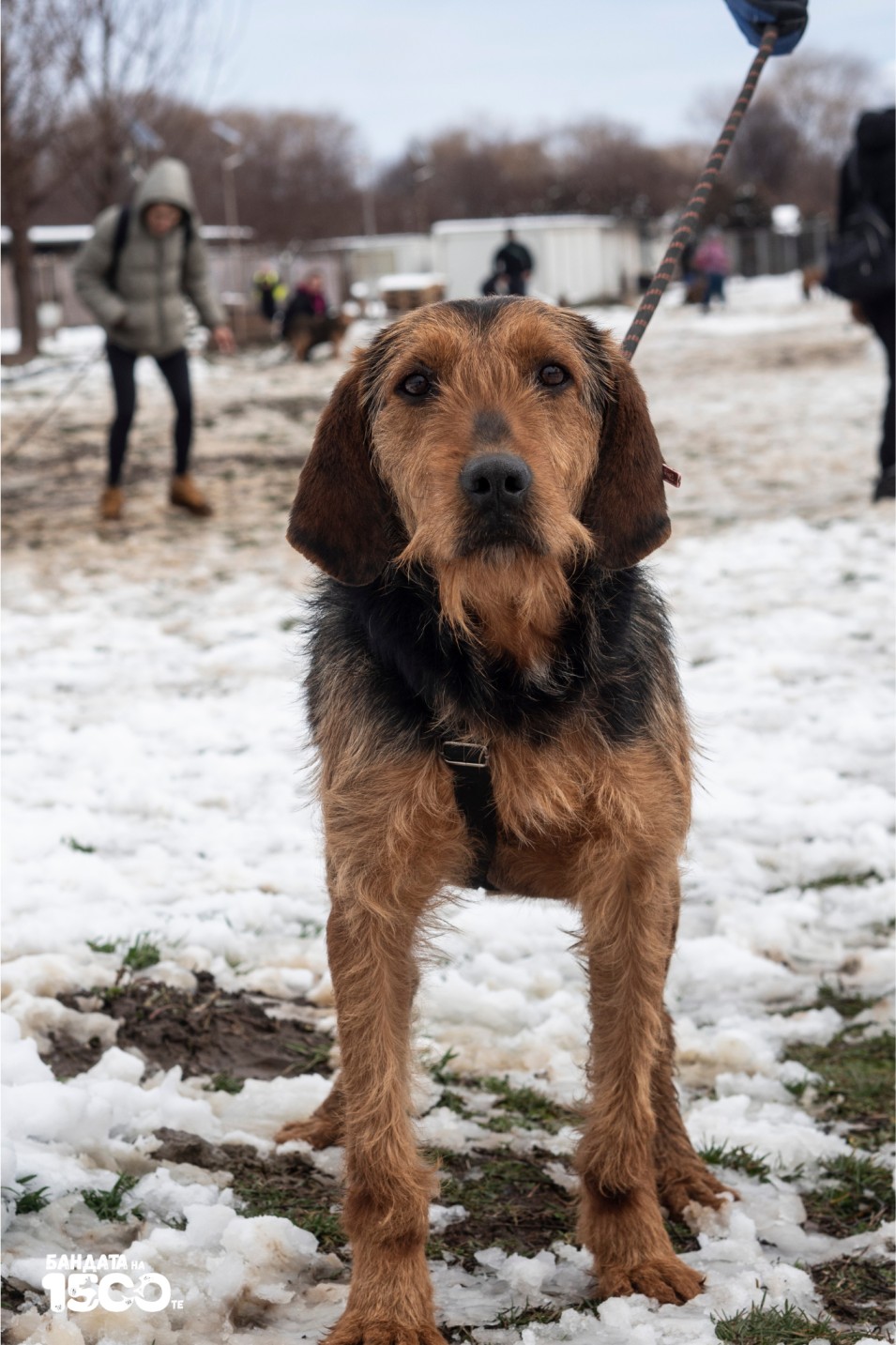 голямо бежово куче на поляна
