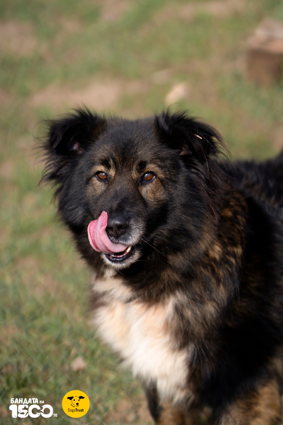 дългокосместо черно куче на поляна