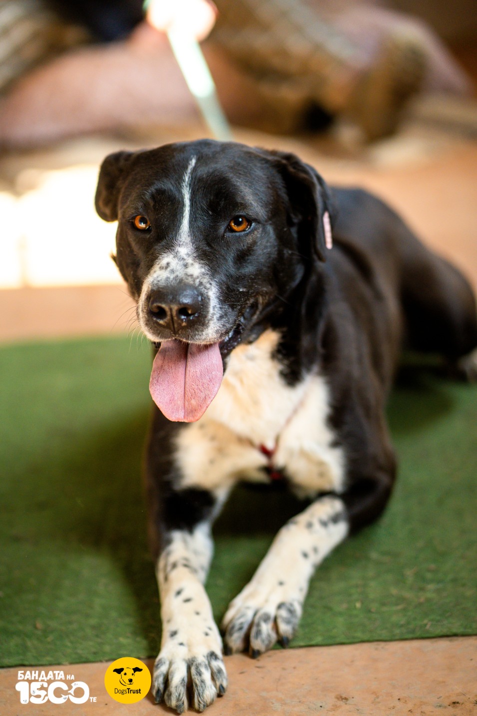 легнало куче с черно-бяла окраска