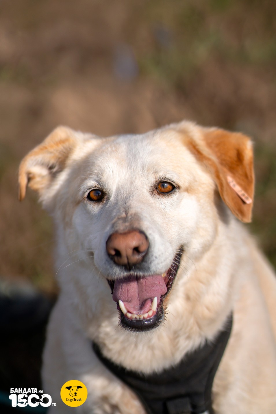 профил на голямо бяло куче