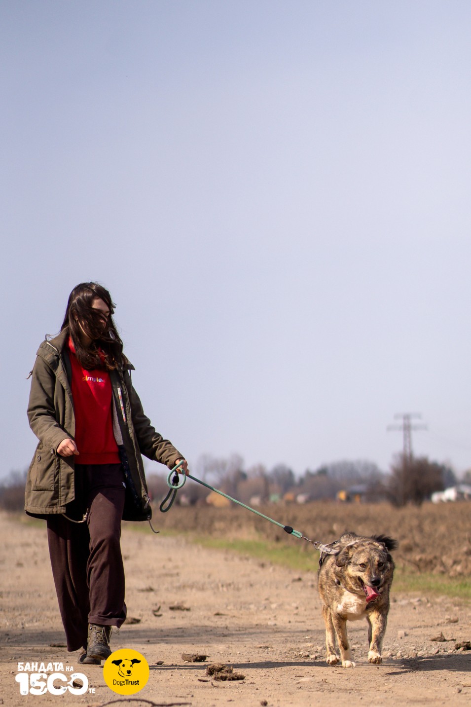 момиче разхожда голямо сиво куче