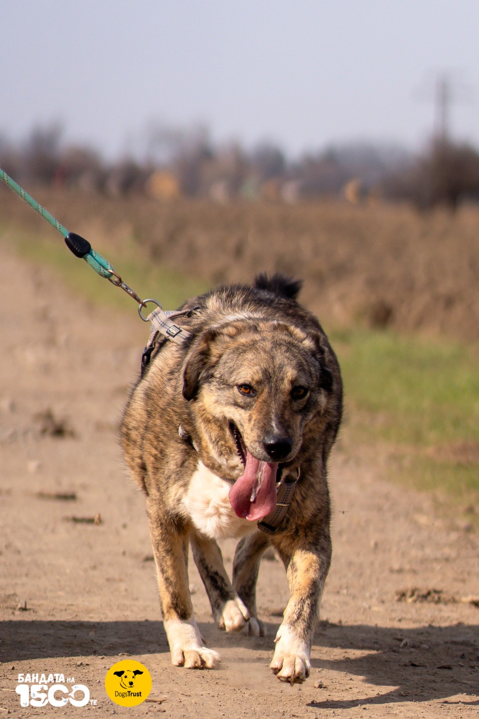 голямо сиво куче