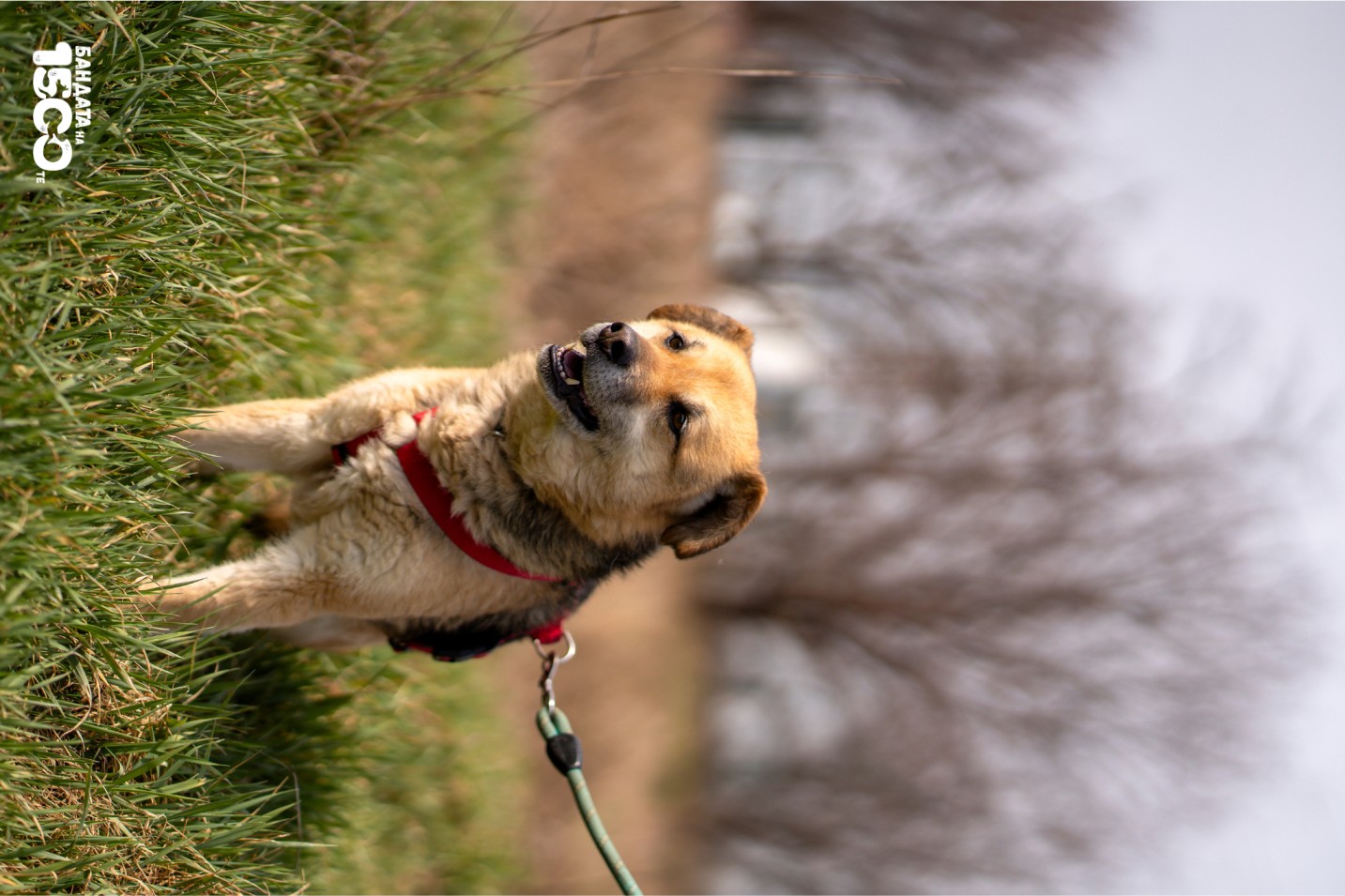 бежово куче на поляна