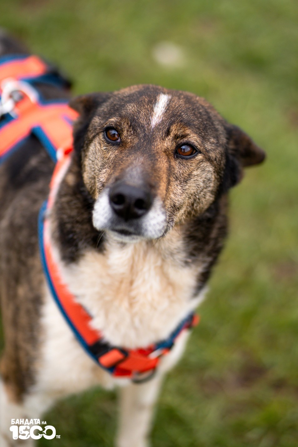 голямо бежово куче с бяла окраска