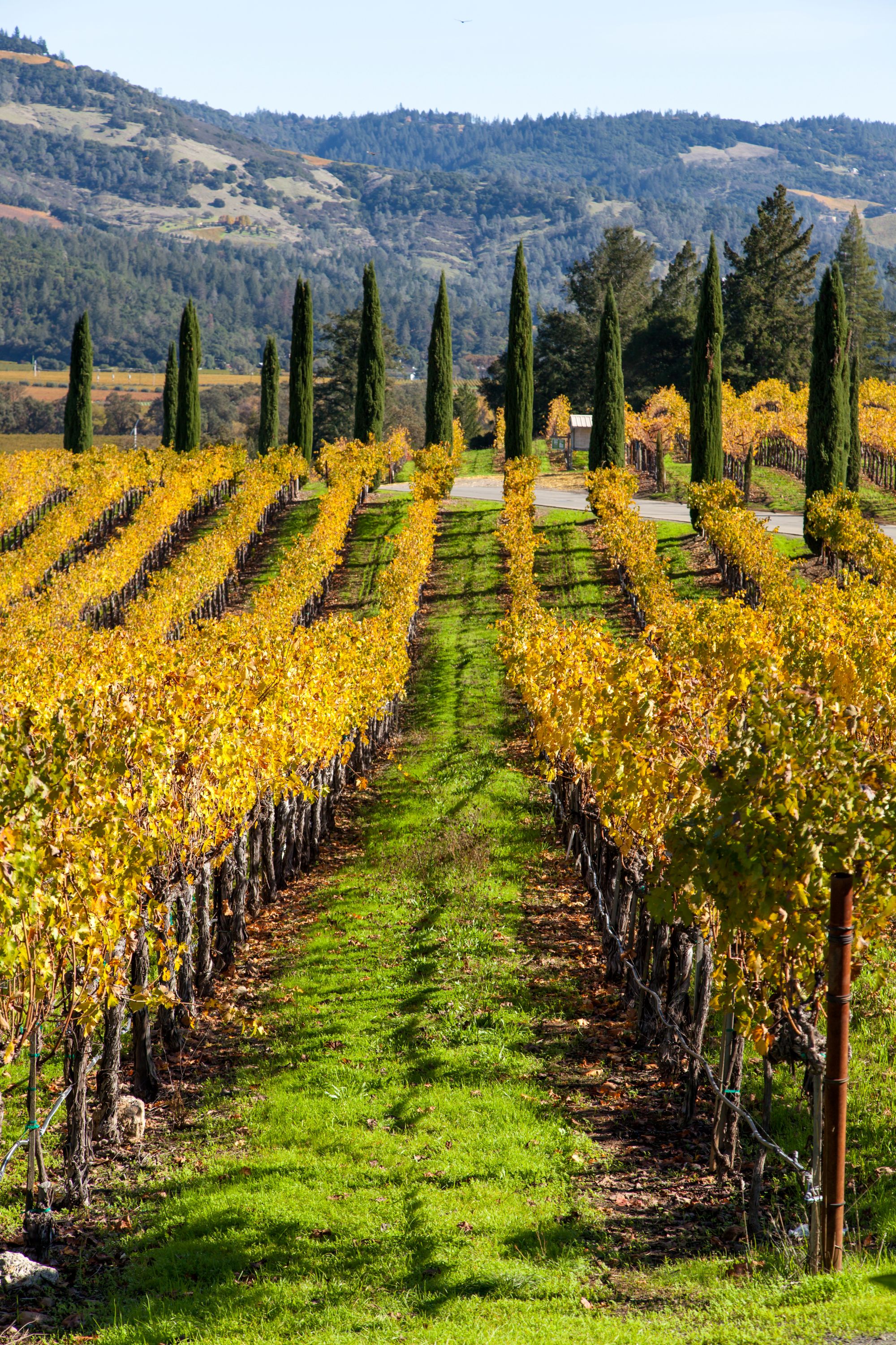 Napa California UCSF Vascular Symposium