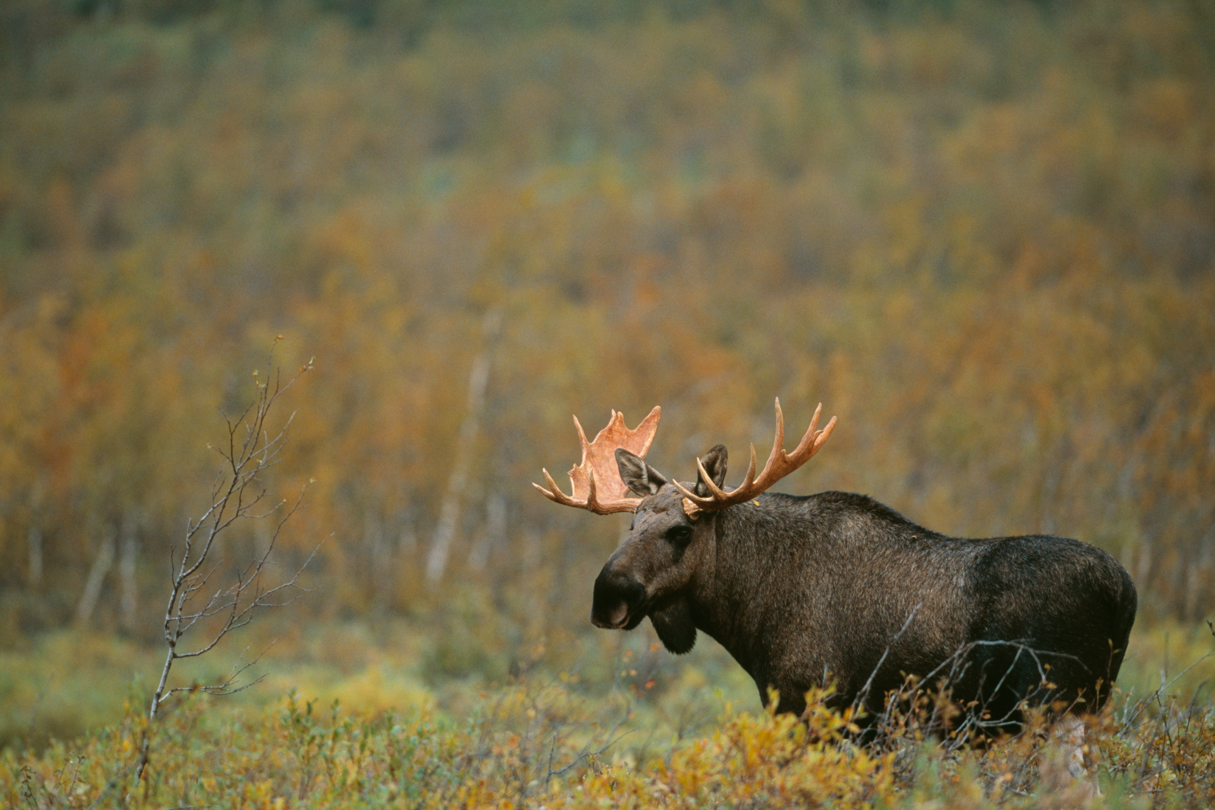 5 activities in Swedish nature that can boost your health
